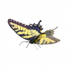 Metal Earth Tiger Swallowtail
