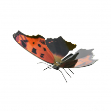 Metal Earth Eastern Comma