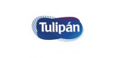 Tulipan